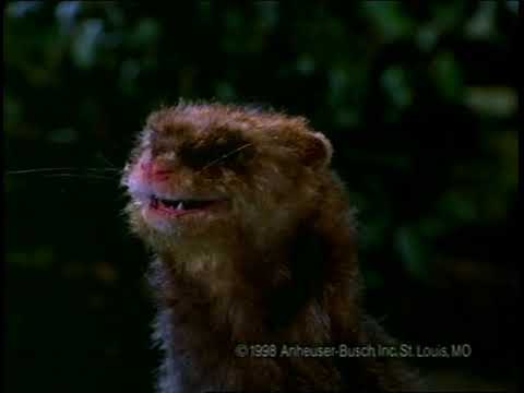 SCOLDING THE FERRET