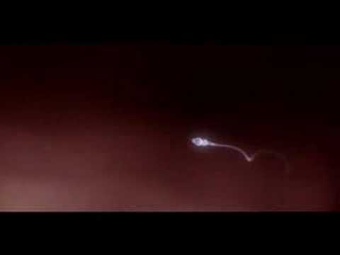 SPERM