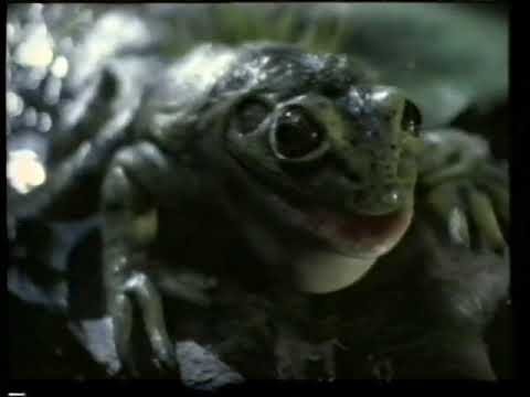 FROGS