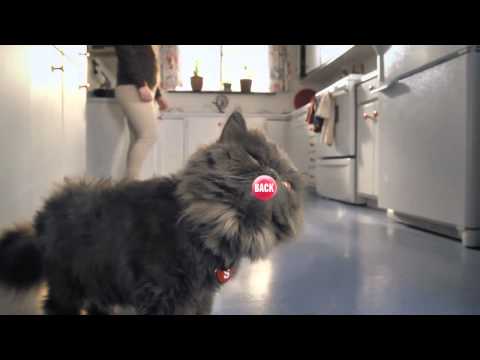 TOUCH THE RAINBOW CAT