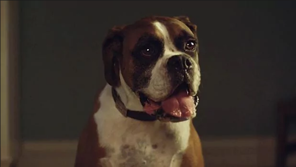 #BUSTERTHEBOXER