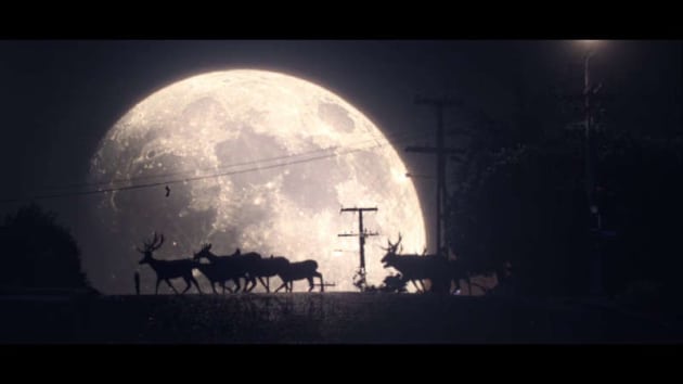 NOCTURNAL MIGRATION (ALT.VFX BRISBANE)